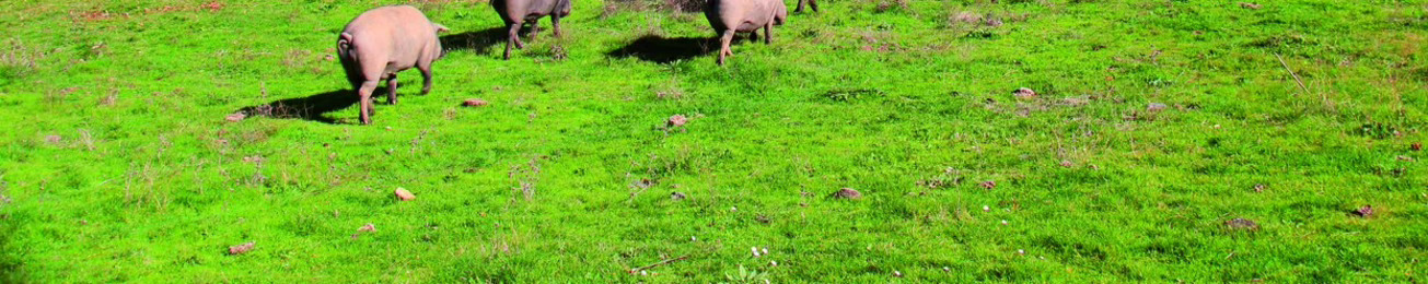Informe 2014 del sector de cerdo ibérico