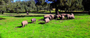 Informe 2014 del sector de cerdo ibérico