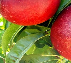 Fruits de Ponent suma clientes extracomunitarios