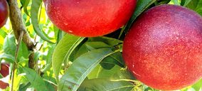 Fruits de Ponent suma clientes extracomunitarios