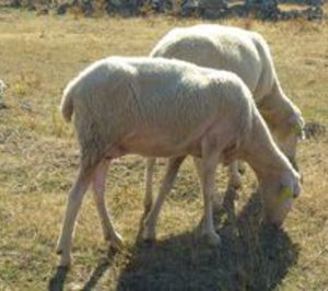 Aprobada la ayuda de la UE a la campaña de promoción del ovino