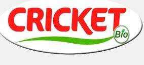 Campo de Lorca inicia la venta brócoli ecológico