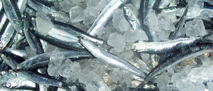 Informe 2014 de proveedores de pescado fresco