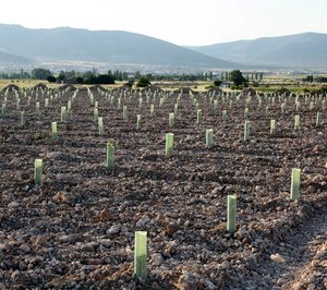 Preocupación en El Progreso por problemas en la reestructuración de viñedos