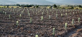 Preocupación en El Progreso por problemas en la reestructuración de viñedos