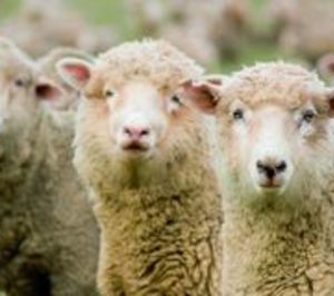 El sector de carne de ovino ahonda su crisis