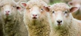 El sector de carne de ovino ahonda su crisis