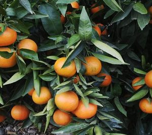 Naranjas King amplía variedades de mandarina y eleva volúmenes
