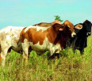 El Magrama presenta el logotipo 100% raza autóctona