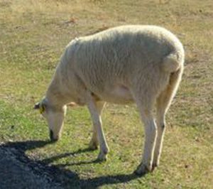 Pastores, Ea Group y Cosegur se unen para liderar el sector de ovino