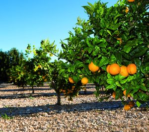 Tilla se integra en Nufri y Plus Berries