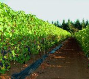 La producción de vino cae un 22% en la última campaña