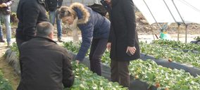Productores de fresa de España, Francia e Italia analizan el sector