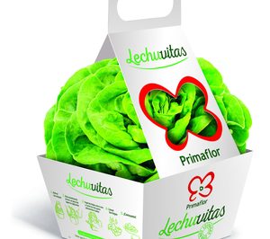 Primaflor lanza las lechugas vivas ‘Lechuvitas’