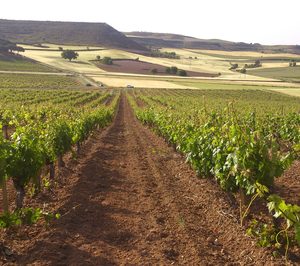Bodegas Torres afianza su apuesta por Ribera del Duero