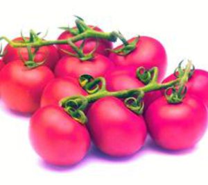 Tomates del Guadiana aborda una potente inversión en su fábrica pacense