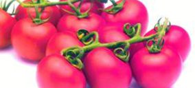 Tomates del Guadiana aborda una potente inversión en su fábrica pacense