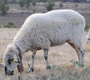 El Ministerio da vía libre a la raza autóctona de ovino Colmenareña