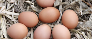 Informe 2015 del sector de Huevos