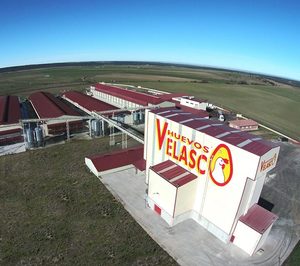 Avícola Velasco invierte en camperos y ecológicos