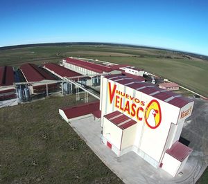 Avícola Velasco invierte en camperos y ecológicos