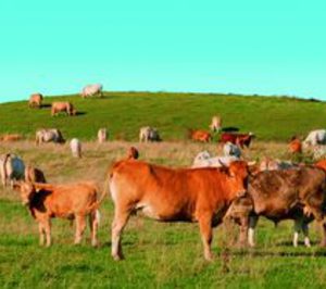 La Protectora prepara el inicio de las obras de su complejo de Cendea de Galar