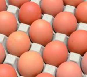 Luz verde a la exportación de huevos españoles a EE.UU.