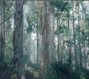 Aspapel presenta la IV Memoria de Sostenibilidad de la Industria del Papel