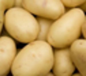 Almacenes Rubio proyecta una nueva inversión este año