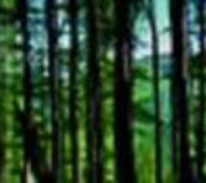 La nueva Ley de Montes, una oportunidad aprovechada sólo a medias para Aspapel