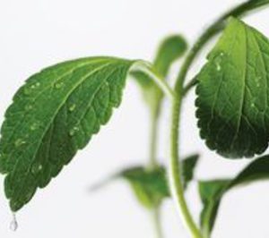 Empresarios malagueños proyectan invertir 4 M para fabricar extracto de stevia