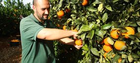 Mercadona incrementa un 30% las compras de naranja española