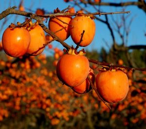 Una central hortofrutícola acaba en liquidación