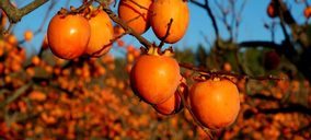 Una central hortofrutícola acaba en liquidación