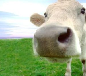 Vegalsa- Eroski  aumentará la retribución a los ganaderos