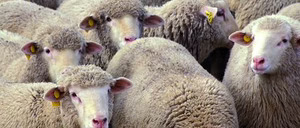 Informe 2015 del sector de carne de ovino