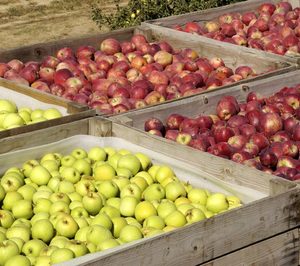 Girona, manzanas más pequeñas, pero más dulces