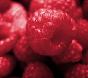 Fresón de Palos contará con una primera producción de frambuesa esta campaña