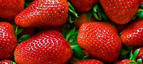 Desarrollan un nuevo sistema de envasado para fresas