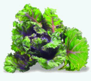 La casa de semillas Tozer presenta su nueva hortaliza Flower Sprout