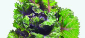 La casa de semillas Tozer presenta su nueva hortaliza Flower Sprout