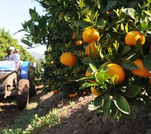 Sierra de Carrascoy mejora sus beneficios reduciendo sus ventas