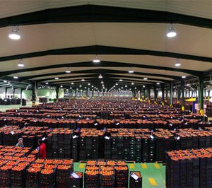 Coop. Casi pondrá en marcha su centro de manipulación y confección de tomate en noviembre