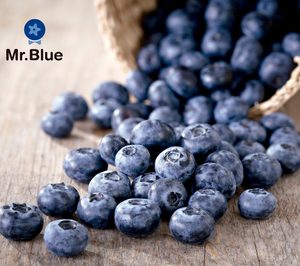 Grufesa diversifica su oferta con una primera producción de arándano