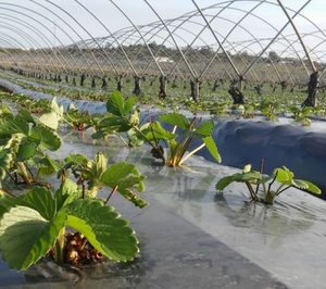 Masiá Ciscar incluye cerca de 280 ha de cultivo de fresa en el esquema de certificación Zerya