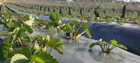 Masiá Ciscar incluye cerca de 280 ha de cultivo de fresa en el esquema de certificación Zerya