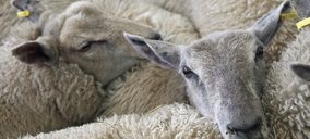 Una nueva esperanza para la carne de ovino