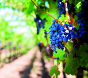 El crítico de vinos Tim Atkin clasifica las bodegas de Rioja