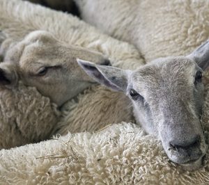 El mercado internacional, clave para el sector del ovino