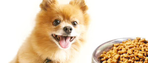 Informe 2016 del sector de petfood